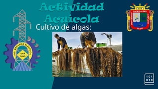 Cultivo de algas:
Actividad
Acuícola
 