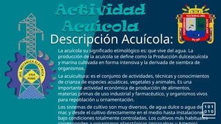Descripción Acuícola:
Actividad
Acuícola
La acuícola su significado etimológico es: que vive del agua. La
producción de la acuícola se define como la Producción dulceacuícola
y marina cultivada en forma intensiva y la derivada de siembra de
organismos.
La acuicultura: es el conjunto de actividades, técnicas y conocimientos
de crianza de especies acuáticas, vegetales y animales. Es una
importante actividad económica de producción de alimentos,
materias primas de uso industrial y farmacéutico, y organismos vivos
para repoblación u ornamentación.
Los sistemas de cultivo son muy diversos, de agua dulce o agua de
mar, y desde el cultivo directamente en el medio hasta instalaciones
bajo condiciones totalmente controladas. Los cultivos más habituales
 