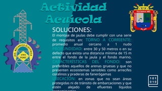 Actividad
Acuícola
SOLUCIONES:
El montaje de jaulas debe cumplir con una serie
de requisitos en: TORNO A CORRIENTE:
promedio anual cercano a 1 nudo
PROFUNDIDAD: entre 30 y 50 metros o en su
defecto que exista una distancia mínima de 15 m
entre el fondo de la jaula y el fondo marino.
CARACTERÍSTICAS DEL FONDO: son
preferibles aquellos de arenas gruesas y que no
presenten ecosistemas sensibles como arrecifes
coralinos y praderas de fanerógamas
UBICACIÓN: en zonas que no sean áreas
protegidas ni de tránsito de embarcaciones y que
estén alejado de efluentes líquidos
 