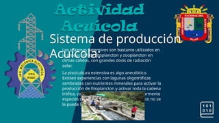 Sistema de producción
Acuícola:
Actividad
Acuícola
Los sistemas extensivos son bastante utilizados en
la producción de fitoplancton y zooplancton en
climas cálidos, con grandes dosis de radiación
solar.
La piscicultura extensiva es algo anecdótico.
Existen experiencias con lagunas oligotróficas
sembradas con nutrientes minerales para activar la
producción de fitoplancton y activar toda la cadena
trófica, con el objetivo de cosechar posteriormente
especies de peces para consumo, pero a esto no se
le puede llamar propiamente acuicultura.
 