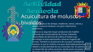 Acuicultura de moluscos
bivaldos:
Actividad
Acuícola
Es la acuicultura de almejas, mejillones, ostras, vieiras y
demás moluscos bivalvos, con gran importancia
económica.
Galicia es la segunda mayor productora de mejillón
cultivado del mundo (detrás de China), habiendo
desarrollado las técnicas de cultivo en batea cuya
tecnología se está exportando a diversos lugares del
mundo. También es productora de una gran cantidad de
bivalvos, lo que le confiere una gran diversidad productiva,
debido a la peculiaridad de sus conocidas rías. Es pionera
en desarrollo de cultivo acuícola, siendo junto con Japón y
 