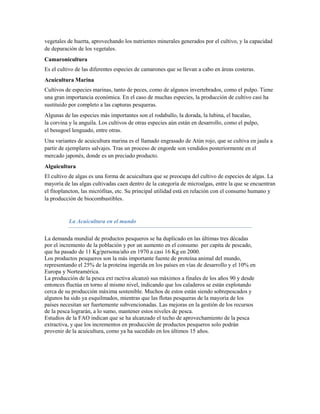 vegetales de huerta, aprovechando los nutrientes minerales generados por el cultivo, y la capacidad
de depuración de los vegetales.
Camaronicultura
Es el cultivo de las diferentes especies de camarones que se llevan a cabo en áreas costeras.
Acuicultura Marina
Cultivos de especies marinas, tanto de peces, como de algunos invertebrados, como el pulpo. Tiene
una gran importancia económica. En el caso de muchas especies, la producción de cultivo casi ha
sustituido por completo a las capturas pesqueras.
Algunas de las especies más importantes son el rodaballo, la dorada, la lubina, el bacalao,
la corvina y la anguila. Los cultivos de otras especies aún están en desarrollo, como el pulpo,
el besugoel lenguado, entre otras.
Una variantes de acuicultura marina es el llamado engrasado de Atún rojo, que se cultiva en jaula a
partir de ejemplares salvajes. Tras un proceso de engorde son vendidos posteriormente en el
mercado japonés, donde es un preciado producto.
Alguicultura
El cultivo de algas es una forma de acuicultura que se preocupa del cultivo de especies de algas. La
mayoría de las algas cultivadas caen dentro de la categoría de microalgas, entre la que se encuentran
el fitoplancton, las micrófitas, etc. Su principal utilidad está en relación con el consumo humano y
la producción de biocombustibles.


          La Acuicultura en el mundo

La demanda mundial de productos pesqueros se ha duplicado en las últimas tres décadas
por el incremento de la población y por un aumento en el consumo per capita de pescado,
que ha pasado de 11 Kg/persona/año en 1970 a casi 16 Kg en 2000.
Los productos pesqueros son la más importante fuente de proteína animal del mundo,
representando el 25% de la proteína ingerida en los países en vías de desarrollo y el 10% en
Europa y Norteamérica.
La producción de la pesca ext ractiva alcanzó sus máximos a finales de los años 90 y desde
entonces fluctúa en torno al mismo nivel, indicando que los caladeros se están explotando
cerca de su producción máxima sostenible. Muchos de estos están siendo sobrepescados y
algunos ha sido ya esquilmados, mientras que las flotas pesqueras de la mayoría de los
países necesitan ser fuertemente subvencionadas. Las mejoras en la gestión de los recursos
de la pesca lograrán, a lo sumo, mantener estos niveles de pesca.
Estudios de la FAO indican que se ha alcanzado el techo de aprovechamiento de la pesca
extractiva, y que los incrementos en producción de productos pesqueros solo podrán
provenir de la acuicultura, como ya ha sucedido en los últimos 15 años.
 