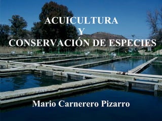 ACUICULTURA
Y
CONSERVACIÓN DE ESPECIES

Mario Carnerero Pizarro

 