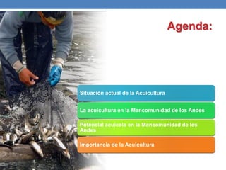 Agenda:
Situación actual de la Acuicultura
La acuicultura en la Mancomunidad de los Andes
Potencial acuícola en la Mancomunidad de los
Andes
Importancia de la Acuicultura
 