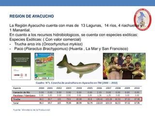 REGION DE AYACUCHO
La Región Ayacucho cuenta con mas de 13 Lagunas, 14 ríos, 4 riachuelos y
1 Manantial.
En cuanto a los recursos hidrobiologicos, se cuenta con especies exóticas:
Especies Exóticas: ( Con valor comercial)
- Trucha arco iris (Oncorhynchus mykiss)
- Paco (Piaractus Brachypomus) (Huanta , La Mar y San Francisco)
 