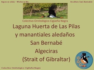 Colectivo Ornitológico Cigüeña Negra

Laguna Huerta de Las Pilas
y manantiales aledaños
San Bernabé
Algeciras
(Strait of Gibraltar)

 