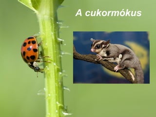A cukormókus




Free Powerpoint Templates
                            Page 1
 