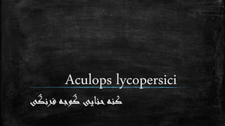 Aculops lycopersici
‫فرنگی‬ ‫گوجه‬ ‫حنایی‬‫کنه‬
 