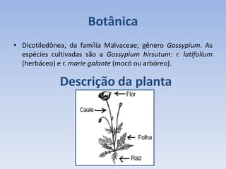 • Dicotiledônea, da família Malvaceae; gênero Gossypium. As
espécies cultivadas são a Gossypium hirsutum: r. latifolium
(herbáceo) e r. marie galante (mocó ou arbóreo).
Botânica
Descrição da planta
 