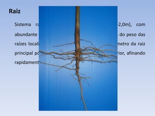Raiz
Sistema radicular pivotante; profundo (1,8-2,0m), com
abundante formação de raízes secundárias (80% do peso das
raízes localizam-se nos primeiros 20 cm). O diâmetro da raiz
principal pode atingir até 2,5 cm na parte superior, afinando
rapidamente.
 