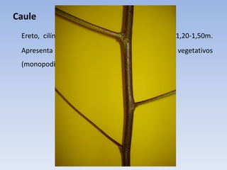 Caule
Ereto, cilíndrico, sublenhoso, com altura entre 1,20-1,50m.
Apresenta ramos frutíferos (simpodiais) e ramos vegetativos
(monopodiais).
 