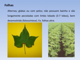 Folhas
Alternas; glabas ou com pelos; não possuem bainha e são
longamente pecioladas com limbo lobado (3-7 lobos), bem
desenvolvido (fotossíntese). Ex. folhas okra.
 