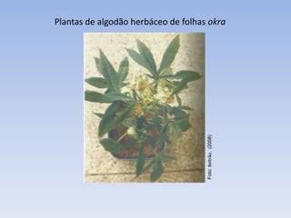 Foto:
Beltrão,
(2008)
Plantas de algodão herbáceo de folhas okra
 