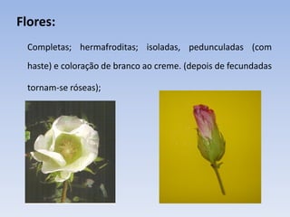 Flores:
Completas; hermafroditas; isoladas, pedunculadas (com
haste) e coloração de branco ao creme. (depois de fecundadas
tornam-se róseas);
 