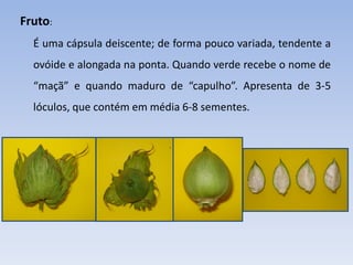 Fruto:
É uma cápsula deiscente; de forma pouco variada, tendente a
ovóide e alongada na ponta. Quando verde recebe o nome de
“maçã” e quando maduro de “capulho”. Apresenta de 3-5
lóculos, que contém em média 6-8 sementes.
 