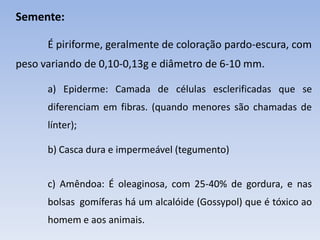 Semente:
É piriforme, geralmente de coloração pardo-escura, com
peso variando de 0,10-0,13g e diâmetro de 6-10 mm.
a) Epiderme: Camada de células esclerificadas que se
diferenciam em fibras. (quando menores são chamadas de
línter);
b) Casca dura e impermeável (tegumento)
c) Amêndoa: É oleaginosa, com 25-40% de gordura, e nas
bolsas gomíferas há um alcalóide (Gossypol) que é tóxico ao
homem e aos animais.
 