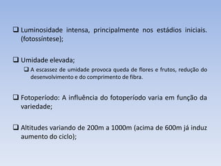  Luminosidade intensa, principalmente nos estádios iniciais.
(fotossíntese);
 Umidade elevada;
 A escassez de umidade provoca queda de flores e frutos, redução do
desenvolvimento e do comprimento de fibra.
 Fotoperíodo: A influência do fotoperíodo varia em função da
variedade;
 Altitudes variando de 200m a 1000m (acima de 600m já induz
aumento do ciclo);
 
