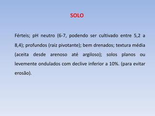 SOLO
Férteis; pH neutro (6-7, podendo ser cultivado entre 5,2 a
8,4); profundos (raiz pivotante); bem drenados; textura média
(aceita desde arenoso até argiloso); solos planos ou
levemente ondulados com declive inferior a 10%. (para evitar
erosão).
 