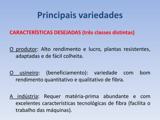 Principais variedades
CARACTERÍSTICAS DESEJADAS (três classes distintas)
O produtor: Alto rendimento e lucro, plantas resistentes,
adaptadas e de fácil colheita.
O usineiro: (beneficiamento): variedade com bom
rendimento quantitativo e qualitativo de fibra.
A indústria: Requer matéria-prima abundante e com
excelentes características tecnológicas de fibra (facilita o
trabalho das máquinas).
 