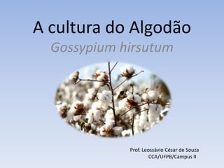 A cultura do Algodão
Gossypium hirsutum
Prof. Leossávio César de Souza
CCA/UFPB/Campus II
 
