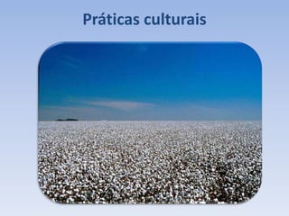 Práticas culturais
 