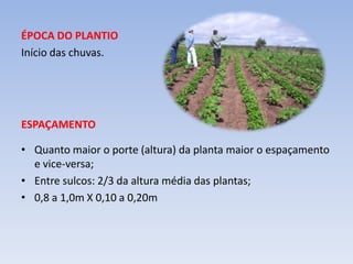 ÉPOCA DO PLANTIO
Início das chuvas.
ESPAÇAMENTO
• Quanto maior o porte (altura) da planta maior o espaçamento
e vice-versa;
• Entre sulcos: 2/3 da altura média das plantas;
• 0,8 a 1,0m X 0,10 a 0,20m
 