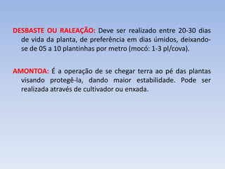 DESBASTE OU RALEAÇÃO: Deve ser realizado entre 20-30 dias
de vida da planta, de preferência em dias úmidos, deixando-
se de 05 a 10 plantinhas por metro (mocó: 1-3 pl/cova).
AMONTOA: É a operação de se chegar terra ao pé das plantas
visando protegê-la, dando maior estabilidade. Pode ser
realizada através de cultivador ou enxada.
 
