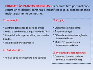  Introdução
* Controle deficiente do período crítico
* Reduz o rendimento e a qualidade de fibra
* Hospedeira da lagarta-militar, nematóides,
bicudo...
* Prejudica o beneficiamento
 Período crítico:
* 45 dias após a semeadura e na colheita
COMBATE ÀS PLANTAS DANINHAS: Os cultivos têm por finalidade
controlar as plantas daninhas e escarificar o solo, proporcionando
maior arejamento do mesmo.
 C3 χ C4
* Crescimento inicial lento.
*  Fotorespiração
* Dificuldade de translocação de
fotoassimilados
* Muito “N” para atingir a
fotossíntese máxima
 Principais plantas daninhas:
* Complexo daninho variado
(mono e dicotiledôneas)
 