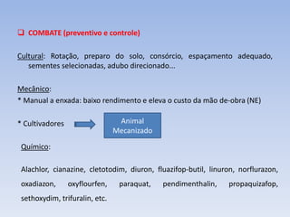  COMBATE (preventivo e controle)
Cultural: Rotação, preparo do solo, consórcio, espaçamento adequado,
sementes selecionadas, adubo direcionado...
Mecânico:
* Manual a enxada: baixo rendimento e eleva o custo da mão de-obra (NE)
* Cultivadores Animal
Mecanizado
Químico:
Alachlor, cianazine, cletotodim, diuron, fluazifop-butil, linuron, norflurazon,
oxadiazon, oxyflourfen, paraquat, pendimenthalin, propaquizafop,
sethoxydim, trifuralin, etc.
 