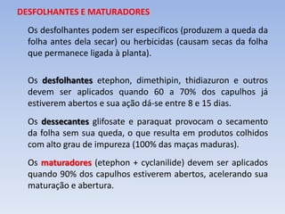DESFOLHANTES E MATURADORES
Os desfolhantes podem ser específicos (produzem a queda da
folha antes dela secar) ou herbicidas (causam secas da folha
que permanece ligada à planta).
Os desfolhantes etephon, dimethipin, thidiazuron e outros
devem ser aplicados quando 60 a 70% dos capulhos já
estiverem abertos e sua ação dá-se entre 8 e 15 dias.
Os dessecantes glifosate e paraquat provocam o secamento
da folha sem sua queda, o que resulta em produtos colhidos
com alto grau de impureza (100% das maças maduras).
Os maturadores (etephon + cyclanilide) devem ser aplicados
quando 90% dos capulhos estiverem abertos, acelerando sua
maturação e abertura.
 