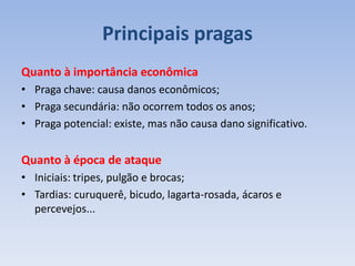 Principais pragas
Quanto à importância econômica
• Praga chave: causa danos econômicos;
• Praga secundária: não ocorrem todos os anos;
• Praga potencial: existe, mas não causa dano significativo.
Quanto à época de ataque
• Iniciais: tripes, pulgão e brocas;
• Tardias: curuquerê, bicudo, lagarta-rosada, ácaros e
percevejos...
 