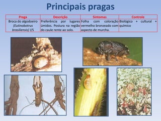 Praga Descrição Sintomas Controle
Broca do algodoeiro
(Eutinobotrus
brasiliensis) I/S
Preferência por lugares
úmidos. Postura na região
do caule rente ao solo.
Folha com coloração
vermelho bronzeado com
aspecto de murcha.
Biológico + cultural +
químico
Principais pragas
 