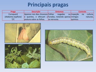 Praga Descrição Sintomas Controle
Curuquerê
(Alabama argillcea)
T/C
Aparece nos dias chuvosos
e quentes, e efetuam a
postura sobre as folhas.
Folhas rasgadas ou
furadas, restando apenas
as nervuras.
Inspeção na cultura,
inimigos naturais,
químico.
Principais pragas
 