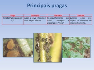 Praga Descrição Sintomas Controle
Pulgão (Aphis gossypii)
I /S
Sugam a seiva e localizam-
se na página inferior.
Encarquilhamento das
folhas, fumagina e
presença de “mela”.
Químico, antes que
surjam os sintomas de
encarquilhamento.
Principais pragas
 