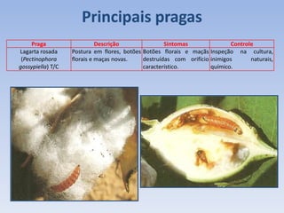 Praga Descrição Sintomas Controle
Lagarta rosada
(Pectinophora
gossypiella) T/C
Postura em flores, botões
florais e maças novas.
Botões florais e maçãs
destruídas com orifício
característico.
Inspeção na cultura,
inimigos naturais,
químico.
Principais pragas
 