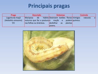Praga Descrição Sintomas Controle
Lagarta da maçã
(Heliothis virescens)
T/C
Mariposa de hábito
noturno que faz a postura
nas folhas ou brácteas.
Destroem botões florais
e maçãs e podem
desfolhar as plantas
jovens.
Inimigos naturais e
químico.
Principais pragas
 