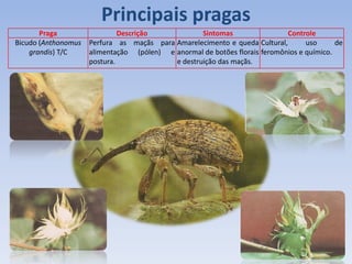 Praga Descrição Sintomas Controle
Bicudo (Anthonomus
grandis) T/C
Perfura as maçãs para
alimentação (pólen) e
postura.
Amarelecimento e queda
anormal de botões florais
e destruição das maçãs.
Cultural, uso de
feromônios e químico.
Principais pragas
 