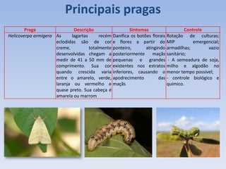 Praga Descrição Sintomas Controle
Helicoverpa armigera As lagartas recém
eclodidas são de cor
creme, totalmente
desenvolvidas chegam a
medir de 41 a 50 mm de
comprimento. Sua cor
quando crescida varia
entre o amarelo, verde,
laranja ou vermelho e
quase preto. Sua cabeça é
amarela ou marrom
Danifica os botões florais
e flores a partir do
ponteiro, atingindo
posteriormente maçãs
pequenas e grandes
existentes nos estratos
inferiores, causando o
apodrecimento das
maçãs
Rotação de culturas;
MIP emergencial;
armadilhas; vazio
sanitário;
- A semeadura de soja,
milho e algodão no
menor tempo possível;
- controle biológico e
químico.
Principais pragas
 