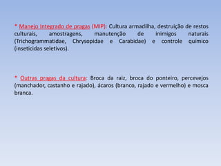 * Manejo Integrado de pragas (MIP): Cultura armadilha, destruição de restos
culturais, amostragens, manutenção de inimigos naturais
(Trichogrammatidae, Chrysopidae e Carabidae) e controle químico
(inseticidas seletivos).
* Outras pragas da cultura: Broca da raiz, broca do ponteiro, percevejos
(manchador, castanho e rajado), ácaros (branco, rajado e vermelho) e mosca
branca.
 