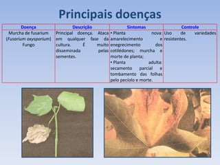 Principais doenças
Doença Descrição Sintomas Controle
Murcha de fusarium
(Fusarium oxysporium)
Fungo
Principal doença. Ataca
em qualquer fase da
cultura. É muito
disseminada pelas
sementes.
• Planta nova:
amarelecimento e
enegrecimento dos
cotilédones; murcha e
morte de planta;
• Planta adulta:
secamento parcial e
tombamento das folhas
pelo pecíolo e morte.
Uso de variedades
resistentes.
 