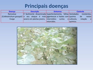 Principais doenças
Doença Descrição Sintomas Controle
Ramulose
(Colletotrichum gossypii)
Fungo
É facilmente disseminada
e seu ataque é mais
severo em plantas jovens.
Superbrotamento, folhas
gigantescas e hastes com
internódios curtos e
retorcidos.
Variedades resistentes,
queima de restos
culturais, rotação e
químico.
 