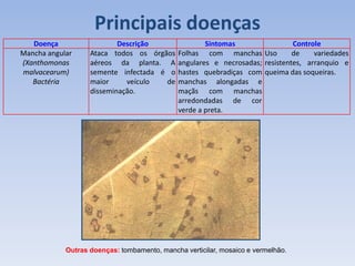 Principais doenças
Doença Descrição Sintomas Controle
Mancha angular
(Xanthomonas
malvacearum)
Bactéria
Ataca todos os órgãos
aéreos da planta. A
semente infectada é o
maior veículo de
disseminação.
Folhas com manchas
angulares e necrosadas;
hastes quebradiças com
manchas alongadas e
maçãs com manchas
arredondadas de cor
verde a preta.
Uso de variedades
resistentes, arranquio e
queima das soqueiras.
Outras doenças: tombamento, mancha verticilar, mosaico e vermelhão.
 
