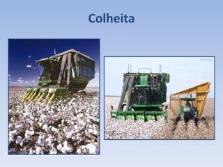 Colheita
 