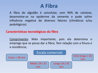 A Fibra
A fibra do algodão é unicelular, com 94% de celulose,
desenvolve-se na epiderme da semente e pode sofrer
influência negativa de diversos fatores (climáticos e/ou
pedológicos)
Características tecnológicas da fibra
Comprimento: Mais importante, pois ela determina o
emprego que se possa dar a fibra; Tem relação com a finura e
a resistência;
Escala comercial:
Curta: < 28 mm
Média: 29 a 32
mm
Longa: 33 a 35
mm
Extra longa: ≥ 36
mm
 