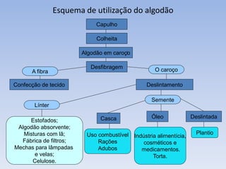 Esquema de utilização do algodão
Capulho
Desfibragem
Colheita
Algodão em caroço
Confecção de tecido
A fibra O caroço
Deslintamento
Línter
Semente
Casca Óleo Deslintada
Uso combustível
Rações
Adubos
Estofados;
Algodão absorvente;
Misturas com lã;
Fábrica de filtros;
Mechas para lâmpadas
e velas;
Celulose.
Indústria alimentícia,
cosméticos e
medicamentos.
Torta.
Plantio
 