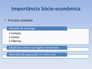 Importância Sócio-econômica
• Campos
• Usinas
• Fábricas
Geração de emprego
Opção de cultivo nas regiões Semiáridas
Retenção da população no meio rural
• Principais utilidades
 