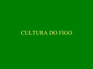 CULTURA DO FIGO
 