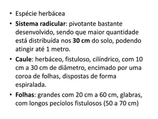 • Espécie herbácea
• Sistema radicular: pivotante bastante
desenvolvido, sendo que maior quantidade
está distribuída nos 30 cm do solo, podendo
atingir até 1 metro.
• Caule: herbáceo, fistuloso, cilíndrico, com 10
cm a 30 cm de diâmetro, encimado por uma
coroa de folhas, dispostas de forma
espiralada.
• Folhas: grandes com 20 cm a 60 cm, glabras,
com longos pecíolos fistulosos (50 a 70 cm)
 