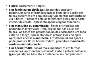 • Flores: basicamente 3 tipos:
• Flor feminina ou pistilada: são grandes possuem
pedúnculo curto e ficam localizadas bem junto à axila das
folhas presentes em pequenos agrupamentos composto de
2 a 3 flores. Possuem pétalas totalmente livres até a parte
inferior da corola. Apresenta apenas órgãos femininos
• Flor masculina ou estaminada: flores distribuídas em
pedúndulos longos (até 1 m), originados nas axilas das
folhas. As bases das pétalas são unidas, formando um tubo
estreito e longo, apresentando as pétalas livres no ápice.
Apresenta apenas o androceu. Em determinadas épocas
pode produzir flores hermafroditas, gerando o mamão-de-
corda ou mamão-macho.
• Flor hermafrodita: são as mais importantes em termos
comerciais, apresentam pedúnculo curto e pétalas soldadas
(gamopétala) na base até a metade de seu comprimento
 