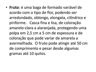 • Fruto: é uma baga de formado variável de
acordo com o tipo de flor, podendo ser
arredondado, oblongo, elongata, cilíndrico e
piriforme. Casca fina e lisa, de coloração
amarelo-clara a alaranjada, protegendo uma
polpa em 2,5 cm a 5 cm de espessura e de
coloração que pode variar de amarela a
avermelhada. O fruto pode atingir até 50 cm
de comprimento e pesar desde algumas
gramas até 10 quilos.
 